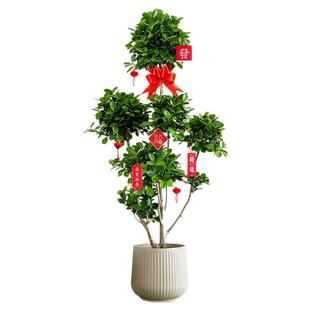 摇钱树盆栽金钱榕办公室大型发财树乔迁开业礼物室内客厅绿植招财