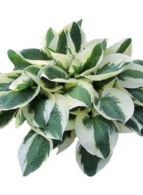 玉簪花盆栽大苗浓香花卉好养绿植