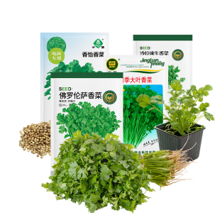 农科院香菜种子芫荽籽四季易种速生大叶香菜耐热家庭阳台蔬菜种孑