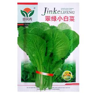 翠绿小白菜种子速生无毛青梗青菜春四季阳台庭院农家疏蔬菜种籽孑