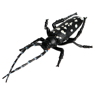 林畅模玩儿童昆虫玩具光肩星天牛模型亚洲长角天牛仿真小虫子动物