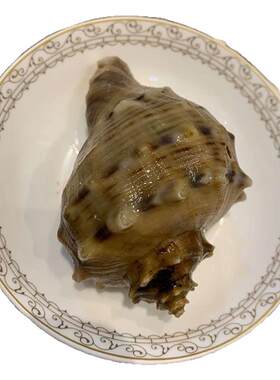 丹东鲜活大海螺野生特产