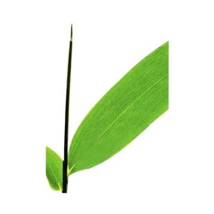 现采竹叶芯自然单竹心嫩芽竹芯竹卷心新鲜广西竹叶心下火凉茶包邮