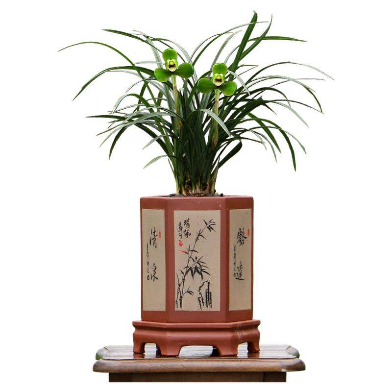 翁源兰花苗春兰老八种宋梅老集圆带花浓香好易养室内绿植花卉盆栽