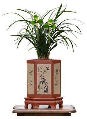 翁源春兰老八种浓香好易绿植宋梅