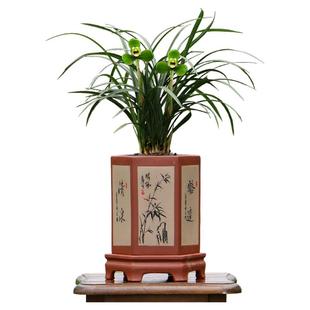 翁源兰花苗春兰老八种宋梅老集圆带花浓香好易养室内绿植花卉盆栽