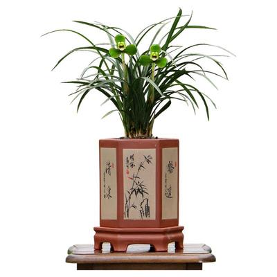 翁源春兰老八种浓香好易绿植宋梅