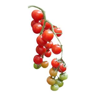 适合冬季种的菜苗西红柿各种秧苗大全批发阳台盆栽耐寒蔬菜苗冬天