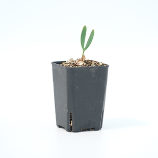 百岁兰千岁兰 Welwitschia mirabilis 块根植物盆景 纳米比亚国花