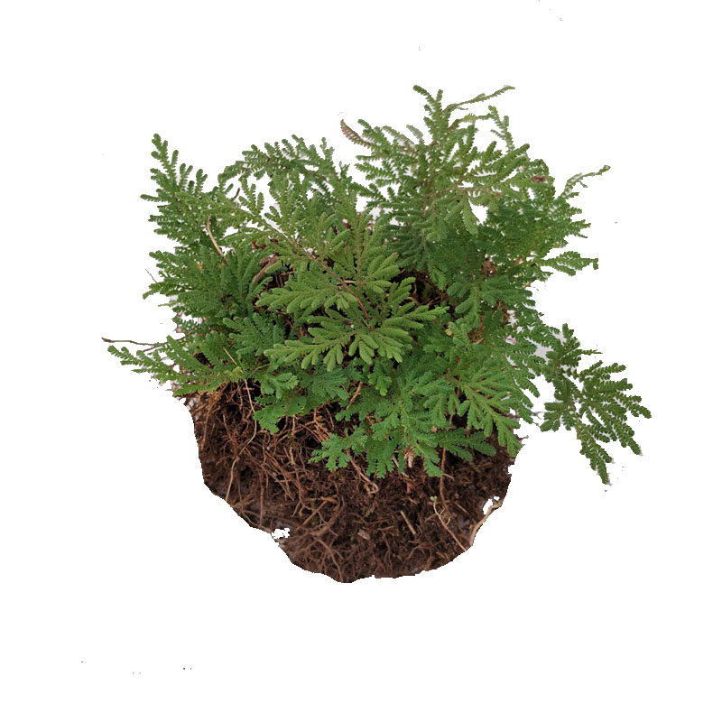假山造景绿植卷柏菖蒲盆景吸水石植物岩柏不死草盆景猫耳朵苦苣苔