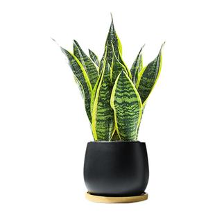 金边虎皮兰盆栽多肉植物阳台白玉虎皮兰绿植办公室桌面客厅虎尾兰