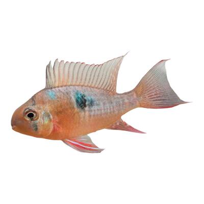 玻利维亚凤凰鱼南美水族短鲷