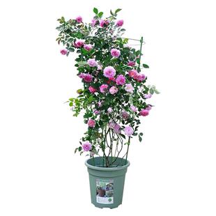 无刺多花爬藤蔷薇花苗十姐妹庭院粉色大花浓香型七姐妹浅粉色花卉