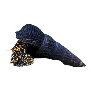 大黄兔螺淡水观赏螺进口鱼缸工具螺大蜗牛橙兔黄兔苏拉威西螺活体