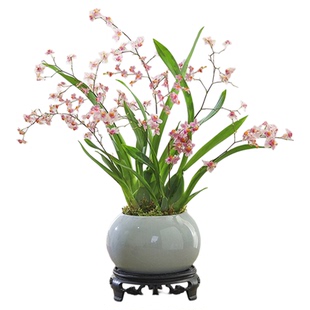 梦香兰盆栽文心兰带花苞开花室内桌面花卉绿植跳舞兰好养浓香植物