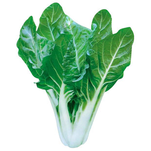 牛皮菜种子种籽莙荙菜重庆厚皮根达菜籽种孑菜籽菜苗青菜君达菜种