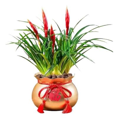 【带花发货】招财手小辣椒鸿运当头花卉绿植室内桌摆盆栽水培