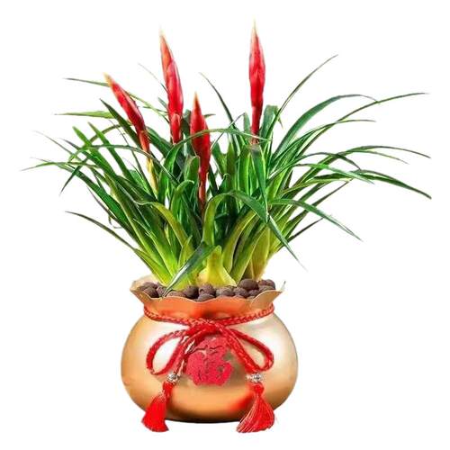 【带花发货】招财手小辣椒鸿运当头花卉绿植室内桌摆盆栽水培