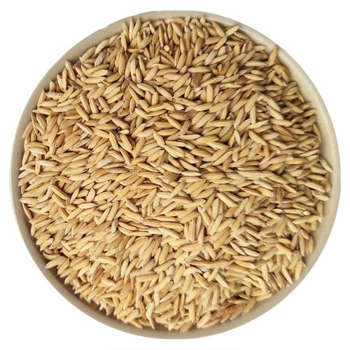 新稻子2斤100斤新稻谷带壳谷子喂鸡稻谷鸭鹅鸽鸟仓鼠宠物饲料批发