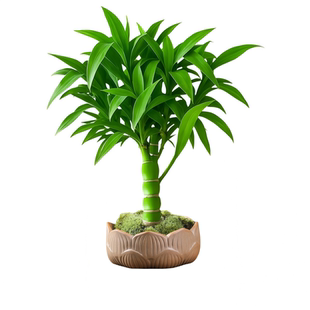 佛肚竹盆栽葫芦竹罗汉竹观赏竹竹子阳台盆景办公室内植物客厅绿植