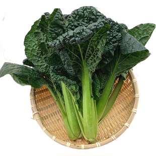 霜冻黄心菜新鲜蔬菜乌白菜泡泡菜河南黄心乌黄心乌塌菜黑油菜现挖