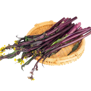 红菜苔种子紫菜苔白菜薹种籽盆栽四季种苗蔬菜种孑广东高产红菜心