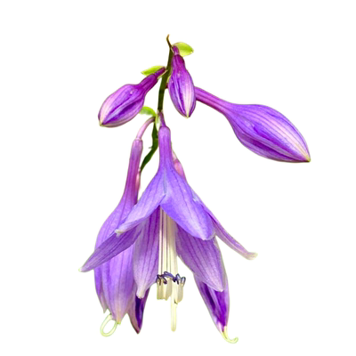 玉簪花庭院绿化地被草花耐寒