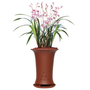 华香园兰花 市长红 浓幽香四季兰建兰 办公室内耐阴绿植花卉盆栽