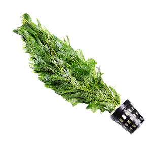 狐尾藻净水植物沼泽过滤水草大聚藻水陆缸养鱼养龟鳖淡水净化水质