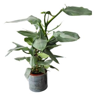 进口银叶蔓绿绒哈斯塔姆银剑蔓绿绒 金属银 ins网红绿植盆栽耐阴