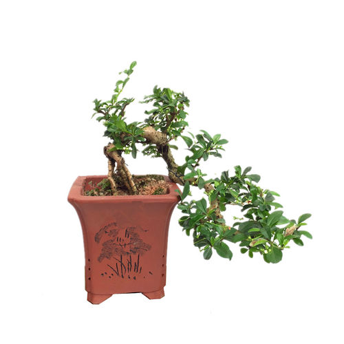 悬崖式盆景植物 悬崖福建茶榆树六月雪雀梅对节白蜡榔榆造型盆栽