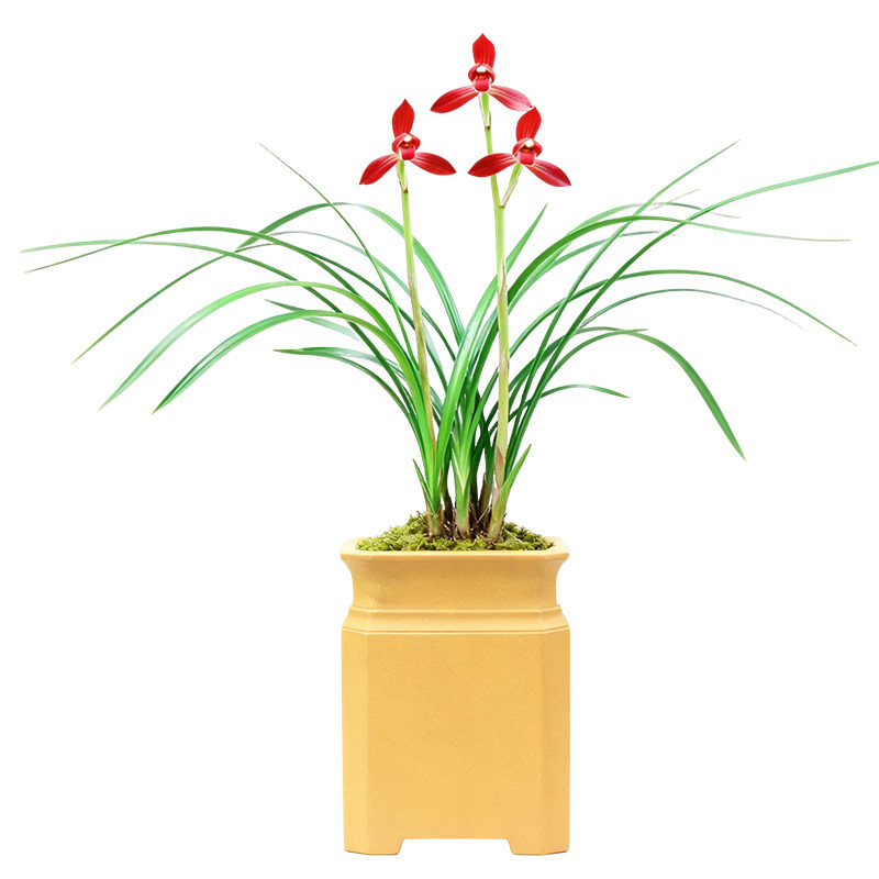 兰花苗赤瑶春兰名贵盆栽花卉植物细叶浓香型好养室内客厅带花苞