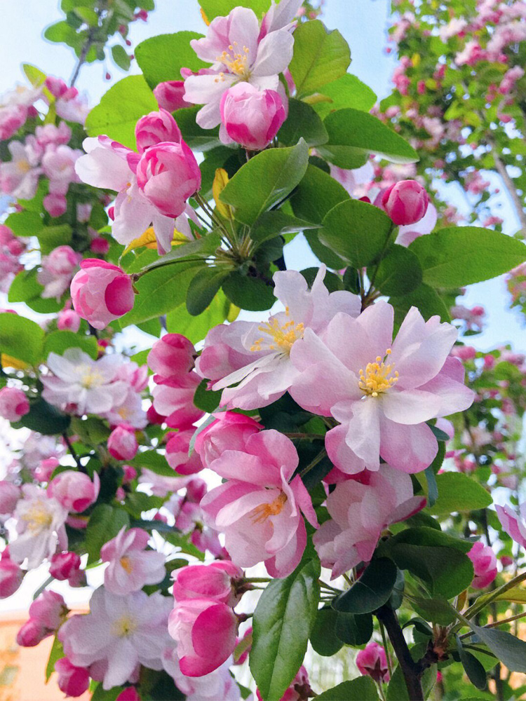 西府海棠树苗庭院地栽垂丝海棠花树盆栽阳台耐寒花卉植物四季大型