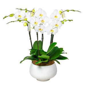 金色池塘欧品蝴蝶兰盆栽带花客厅