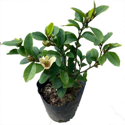 含笑树苗耐寒四季常青芳香植物