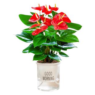 红掌盆栽室内花水培红掌白掌绿植四季好养开花办公室桌面花卉植物