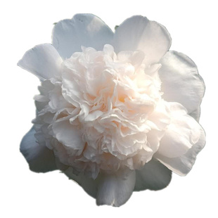 进口名贵戴氏之歌茶花别名水晶玻璃花室内稀有大花型盆栽花卉绿植