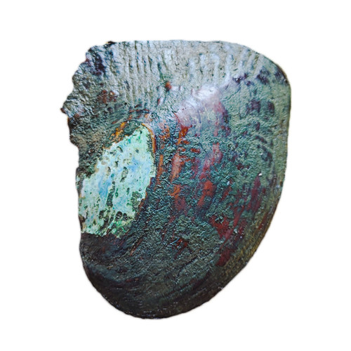 真的淡水紫色单珠巨无霸多珠组合自己开蚌取爱迪生珍珠蚌鲜活河蚌