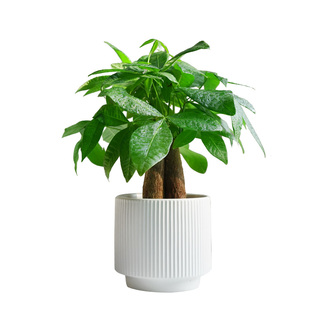 金叶子发财树盆栽招财客厅办公室内桌面常绿植物四季好养开业送礼