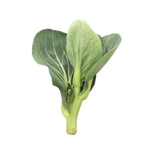 青菜苔新鲜苏北露天霜冻菜心白菜薹嫩菜心现摘苏州青菜苔油菜苔