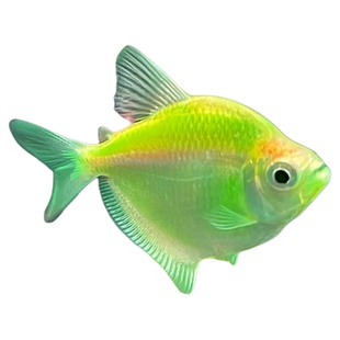 天使鱼观赏鱼大号热带鱼小型鱼七彩鱼孔雀鱼红天使老虎鱼新手好养