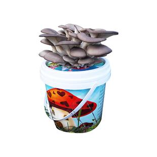 蘑菇种植包蘑菇种植桶盆栽种子食用菌菌棒多肉植物阳台种菜