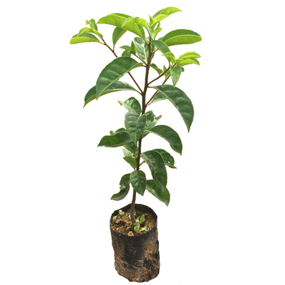 红果冬青苗白银香苗常绿庭院耐寒