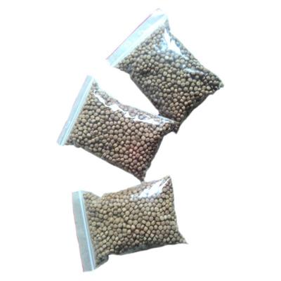 正宗专业开口石金钱龟