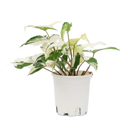 生森赋 合果芋合集 专拍链接