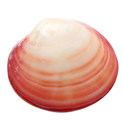 蛤粉亮光创意礼物家居工艺品贝壳