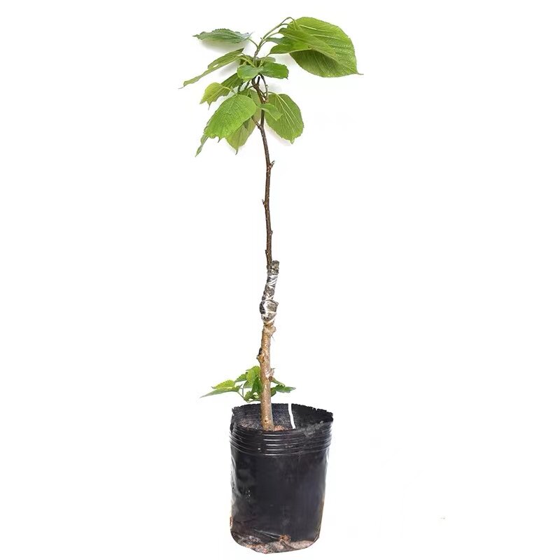 常绿南北方种植桑葚果树苗