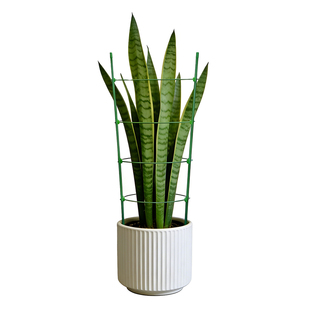 绿萝爬藤架花架支撑杆花盆园艺支柱月季铁线莲植物防倒伏攀爬支架