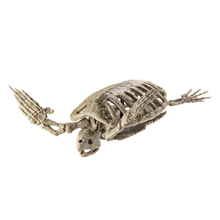 博物馆仿真海龟骨骼扭蛋乌龟骨骼模型日本正版SOTA儿童节礼物