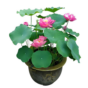 莲藕种根苗荷花苗盆栽水养莲花大型食用池塘观赏睡莲水培碗莲种藕